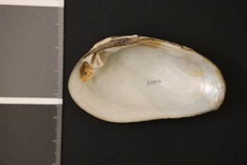 Media type: image;   Malacology 20916 Description: Preserved specimen.;
